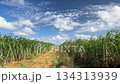 Okinawa scenery sugar cane field 134313939