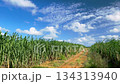 Okinawa scenery sugar cane field 134313940