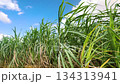 Okinawa scenery sugar cane field 134313941