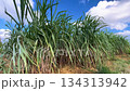 Okinawa scenery sugar cane field 134313942