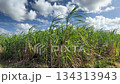 Okinawa scenery sugar cane field 134313943