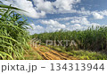 Okinawa scenery sugar cane field 134313944