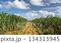 Okinawa scenery sugar cane field 134313945