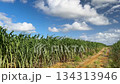 Okinawa scenery sugar cane field 134313946
