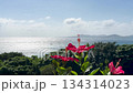 Okinawa: Red hibiscus flowers and sparkling sea 134314023