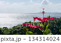 Okinawa: Red hibiscus flowers and sparkling sea 134314024