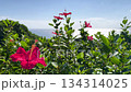 Okinawa: Red hibiscus flowers and sparkling sea 134314025