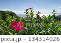 Okinawa: Red hibiscus flowers and sparkling sea 134314026
