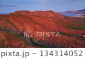Sunset Aerial Of Autumn Hills, Warm Red Foliage Blankets Rolling Ridge, Distant Bay Under Soft Purple Sky, 134314052