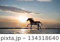 Horses running gracefully along the coastline at sunrise 134318640
