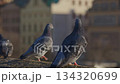 Pigeons standing on stone ledge with blurred city background 134320699