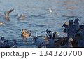 Flock of pigeons and ducks gathering by river shore 134320700