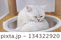 Close up of adorable silver British Shorthair cat grooming itself inside a cozy cat tower. Cute pet licking fur and cleaning body. High quality 4K video. Concepts about pets. 134322920