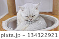 Close up of adorable silver British Shorthair cat grooming itself inside a cozy cat tower. Cute pet licking fur and cleaning body. High quality 4K video. Concepts about pets. 134322921