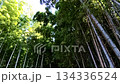 竹林 134336524