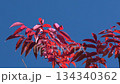 Autumn leaves of the Japanese wax tree and the blue autumn sky Autumn leaves of the Japanese wax tree and the blue autumn sky 134340362