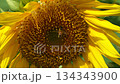 A bee collecting pollen from a sunflower A bee collecting pollen from a sunflower 134343900