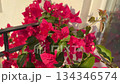 Bougainvillea plant with vibrant pink flowers and green leaves in sunlight, perfect for background video Bougainvillea plant with vibrant pink flowers and green leaves in sunlight, perfect for background video 134346574