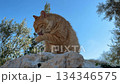 Ginger cat sitting on rock against sky while covering face with paw in a natural setting video Ginger cat sitting on rock against sky while covering face with paw in a natural setting video 134346575