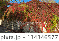 Autumn ivy covering stone wall under sunlight, perfect for background or seasonal theme video Autumn ivy covering stone wall under sunlight, perfect for background or seasonal theme video 134346577
