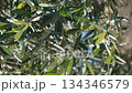 Olive tree branches with lush green leaves in natural sunlight, perfect for background use video Olive tree branches with lush green leaves in natural sunlight, perfect for background use video 134346579