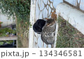 Two cats eating kibble on stone pathway in garden setting, one tabby and one black video Two cats eating kibble on stone pathway in garden setting, one tabby and one black video 134346581