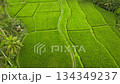 Rice terraces creating a vibrant green landscape, showcasing traditional Balinese agriculture and the sustainable farming practices of the local community Rice terraces creating a vibrant green landscape, showcasing traditional Balinese agriculture and the sustainable farming practices of the local community 134349237