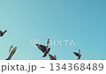 A flock of pigeons flying in the blue sky. 134368489