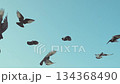 A flock of pigeons flying in the blue sky. 134368490