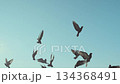 A flock of pigeons flying in the blue sky. 134368491