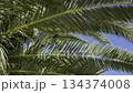 Palm Fronds Against Blue Sky in Bright Tropical Light for Nature Stock Photography 134374008
