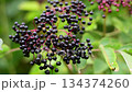 Vibrant cluster of ripe European elderberries, an antioxidant-rich superfood for health. 134374260