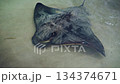 Close View Of Stingray In Surf, Observation Of Stingray Gliding Over Sand As Waves Gently Wash Over Its Body 134374671