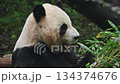 Serene Panda Nibbling Bamboo Beside Damp Logs, Peaceful Giant Panda Chewing Bamboo Near Wet Fallen Tree 134374676