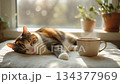 Calico cat relaxing in the morning light and steaming coffee 134377969