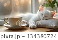 A soothing video of the warm morning sun, a sleeping white kitten, and steaming coffee 134380724
