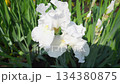 White iris bloom with water droplets 134380875