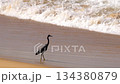 Gray heron walking on sandy beach by the se 134380879