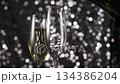 Pouring Champagne Wine on shine background. 134386204