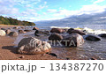 Rocky beach with autumn trees and city skyline visible in distance across water. 134387270