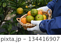 みかんの収穫 134416907