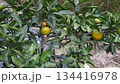 みかんの収穫 134416978