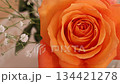 オレンジのバラ 134421278