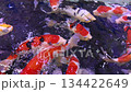 Many beautiful Nishikigoi carp swimming 134422649