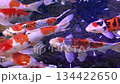 Many beautiful Nishikigoi carp swimming 134422650