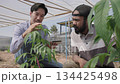 Cannabis growers and researchers discuss cannabis farms. 134425498