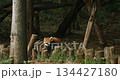 Red Panda Panda Goes To Drink Water In Slow Motion. Ailurus Fulgens Or Lesser Panda Is Small Mammal Native To The Eastern Himalayas And Southwestern China. Red Pandas Are Also Symbol Of Goodness And 134427180
