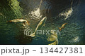 Shanghai, China. Silver Arowana Swims Among Other Fish Bottom View. Osteoglossum Bicirrhosum Is South American Freshwater Bony Fish Of Family Osteoglossidae. Generic Name Osteoglossum Means Bone 134427381