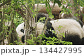 Giant Pandas Play. Bear Or Simply, Is Bear Species Endemic To China. Panda Diplomacy. Travel To China. National Symbol Of China, Personifying Sincerity, Friendliness, Tolerance And Kindness 134427995
