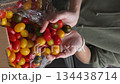 A person prepares ingredients for cooking in a kitchen. Colorful cherry tomatoes are in a box. The individual is a young adult with light skin and short hair, holding a bunch of tomatos. 134438714